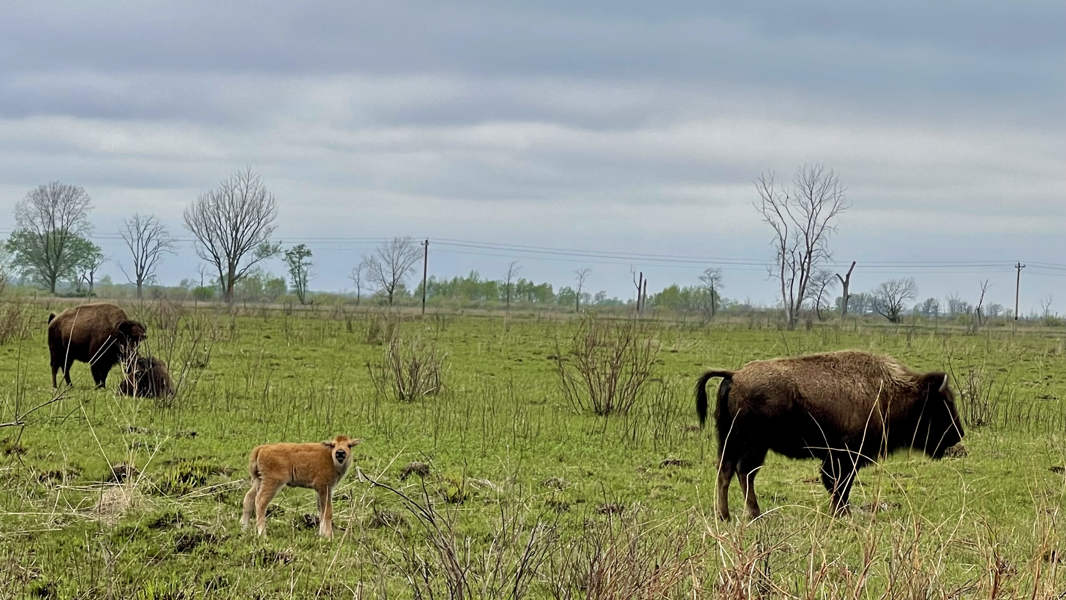 Bison Cal Bison, by the Numbers – Friends of the Sands
