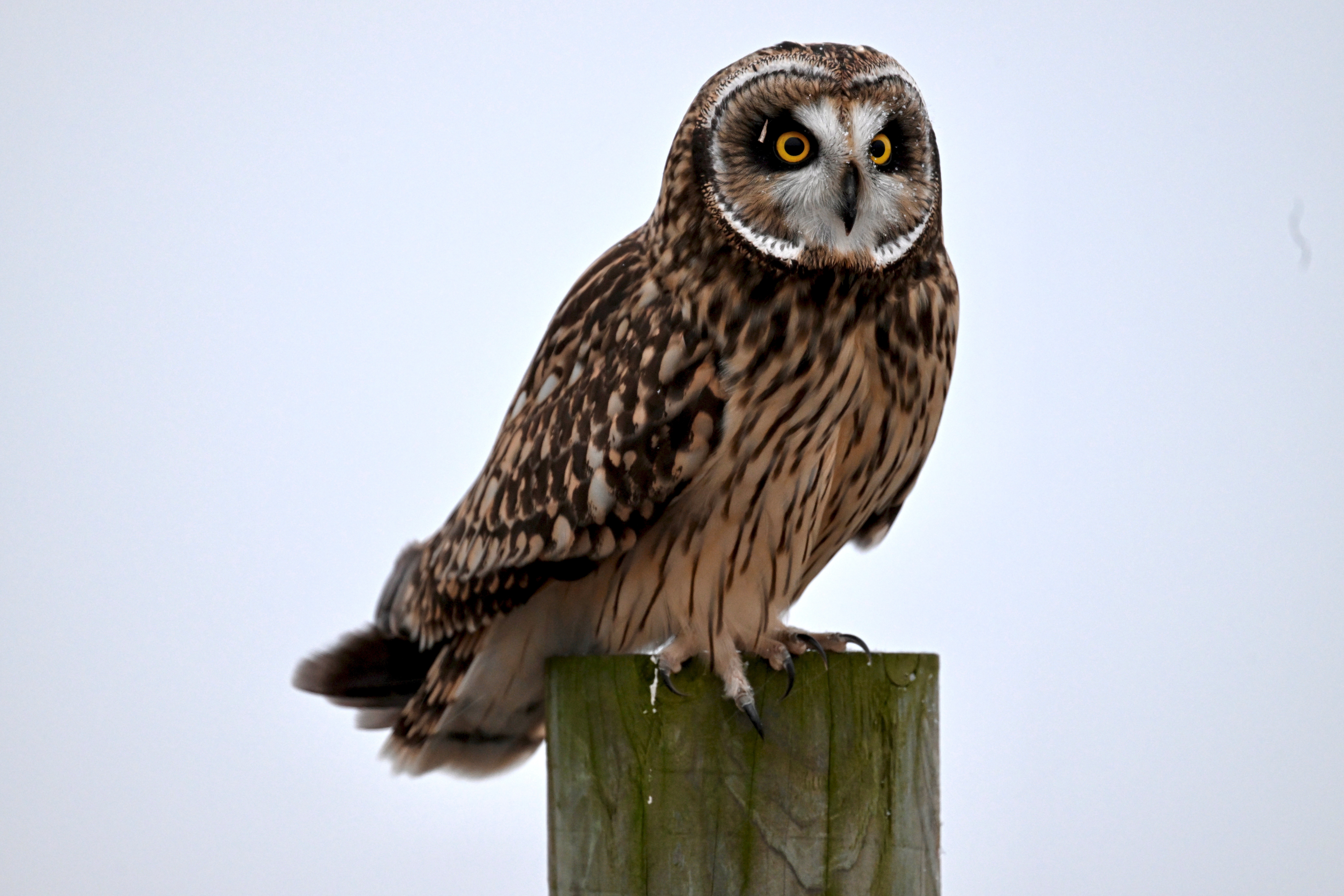 Owl Prowling at Kankakee Sands – Friends of the Sands